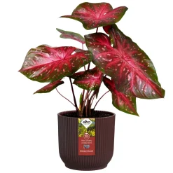 Cache-Pot The Winery collection Rouge bordeaux ELHO - Déco chic en un geste