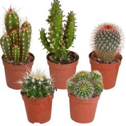 5 cactus en mélange - Mamilaria, Echinocactus, Eriocactus, Opuntiae - Le désert chez vous