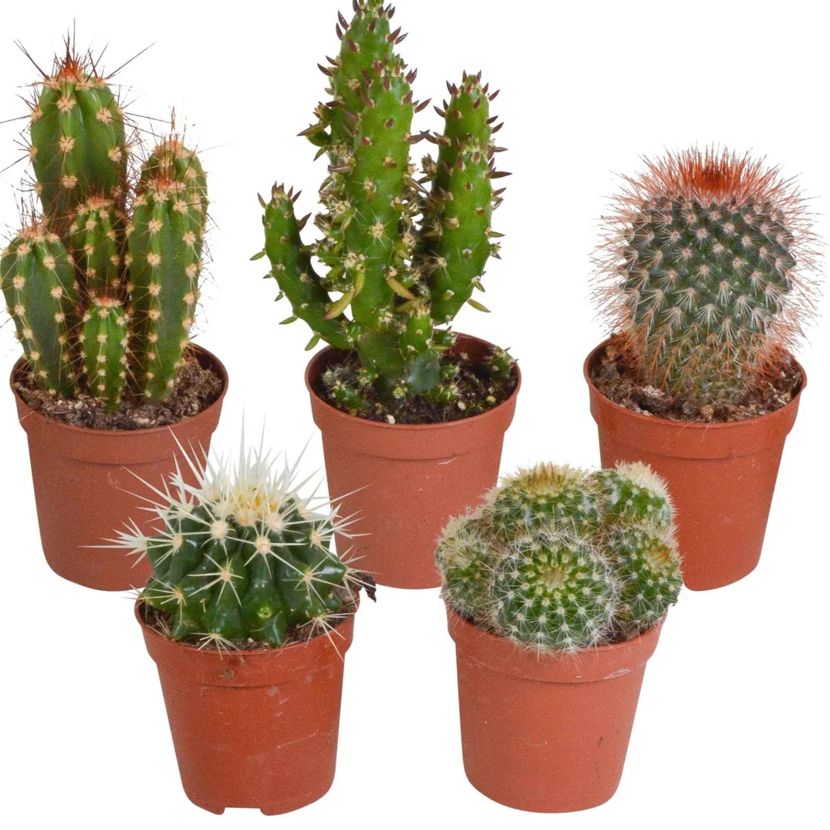5 cactus en mélange - Mamilaria, Echinocactus, Eriocactus, Opuntiae - Le désert chez vous