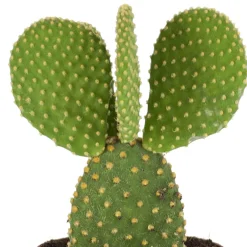 Cactus Opuntia Microdasys - Le cactus qui fait sourire