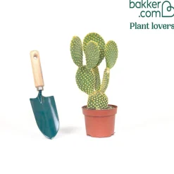 Cactus Opuntia Microdasys - Le cactus qui fait sourire