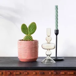 Cactus Opuntia Microdasys - Le cactus qui fait sourire