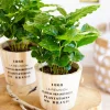 Caféier - Votre café pousse chez vous