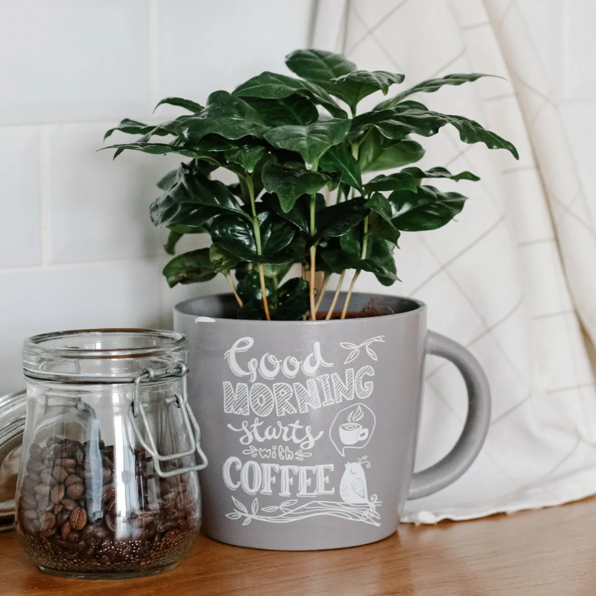 Caféier - Votre café pousse chez vous