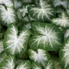 Caladium Aaron - Un feuillage qui illumine