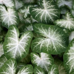 Caladium Aaron - Un feuillage qui illumine