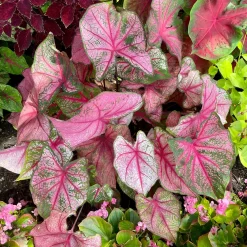 Caladium Cherry Blossom - Un feuillage rose déco