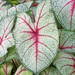 Caladium Fantasy - Un feuillage qui fait le show
