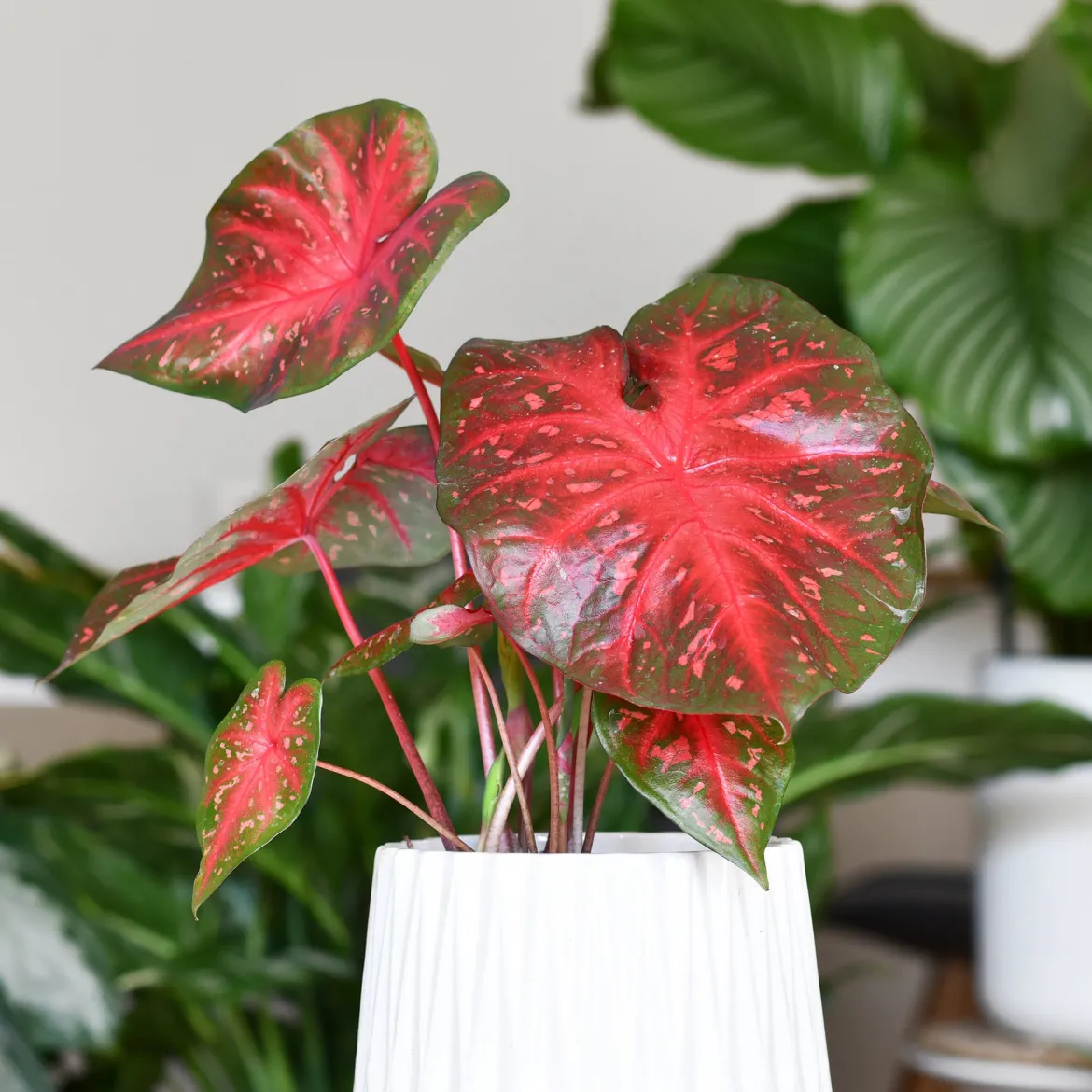 Caladium Red Flash - Un feuillage rouge éclatant