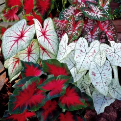 3 Caladiums en mélange - Feuillage peint main