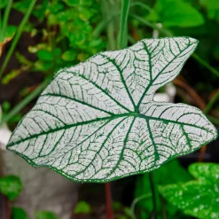 Caladium White Christmas - Un feuillage qui illumine