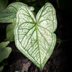 Caladium White Christmas - Un feuillage qui illumine