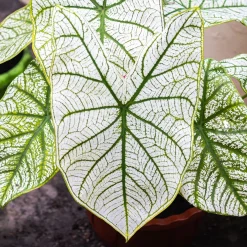 Caladium White Christmas - Un feuillage qui illumine
