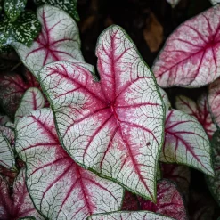 Caladium White Queen - Feuillage qui illumine la pièce
