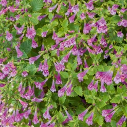 Calament - Thés de l'Aubrac - Une tisane au jardin