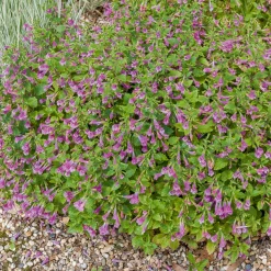 Calament - Thés de l'Aubrac - Une tisane au jardin