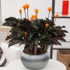 Calathéa crocata - La plante qui fleurit orange