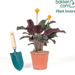 Calathéa crocata - La plante qui fleurit orange