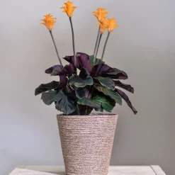 Calathéa crocata - La plante qui fleurit orange