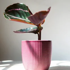 Calathéa Dottie - Le feuillage rose qui fascine