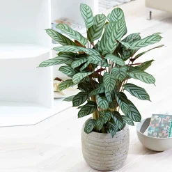 Calathea 'Compact Star' - Le feuillage qui bouge chez vous