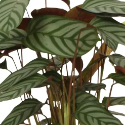 Calathea 'Compact Star' - Le feuillage qui bouge chez vous