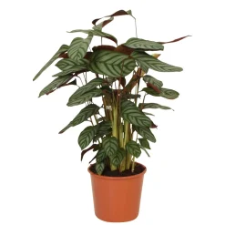Calathea 'Compact Star' - Le feuillage qui bouge chez vous