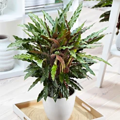 Calathea 'Elger Grass' - Feuillage vibrant, effet garanti