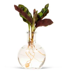 Calathea Insignis et son vase - Feuilles vert vif, dessous pourpre