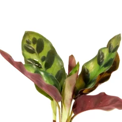 Calathea Insignis et son vase avec LED - Éclairez votre espace vert !