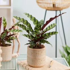 Calathea Insignis - Un feuillage qui bouge
