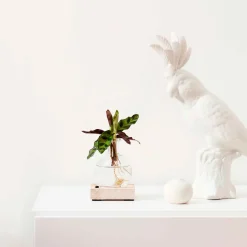 Calathea Insignis - Un feuillage qui bouge