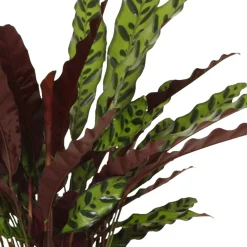 Calathea lancifolia 'Insigne' - Un feuillage qui bouge