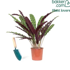 Calathea lancifolia 'Insigne' - Un feuillage qui bouge