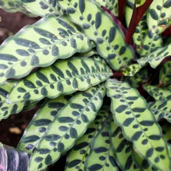 Calathea lancifolia 'Insigne' - Un feuillage qui bouge