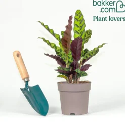 Calathea lancifolia 'Insigne' - Un feuillage qui bouge