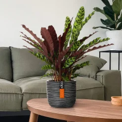 Calathea lancifolia 'Insigne' - Un feuillage qui bouge