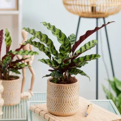 Calathea lancifolia 'Insigne' - Un feuillage qui bouge