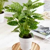 Calathea leopardina - Feuillage graphique garanti