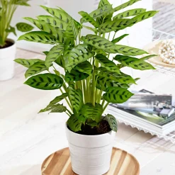 Calathea leopardina - Feuillage graphique garanti