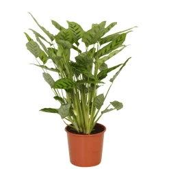 Calathea leopardina - Feuillage graphique garanti