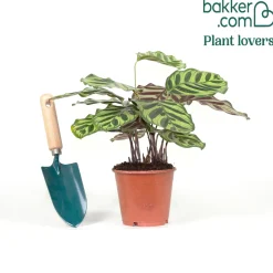 Calathea makoyana - Le feuillage qui change tout