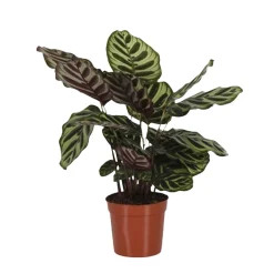 Calathea makoyana - Le feuillage qui change tout