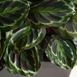 Calathea 'Medaillon' XL - Feuillage graphique garanti