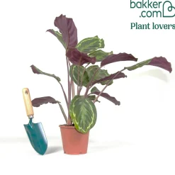 Calathea 'Medaillon' XL - Feuillage graphique garanti