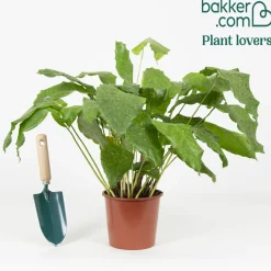 Calathea 'Network' - Un feuillage graphique unique