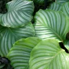 Calathea orbifolia - Le feuillage qui bouge