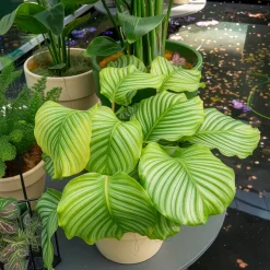 Calathea orbifolia - Le feuillage qui bouge