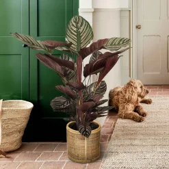 Calathea 'Ornata' XL - Feuillage rayé effet waouh