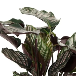 Calathea 'Ornata' XL - Feuillage rayé effet waouh